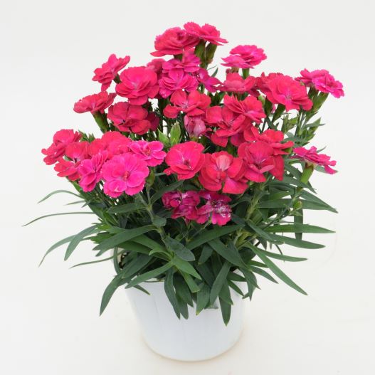 ダイアンサス　スイーツ 