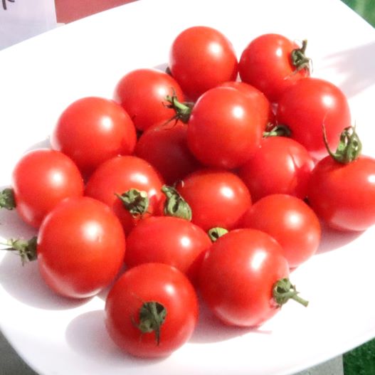 ミニトマト　TYドルチェレッド 単為結果性