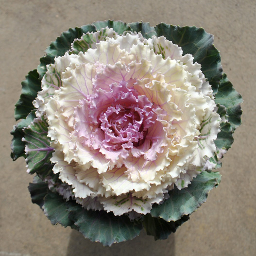 ハボタン　太鼓 シリーズ 