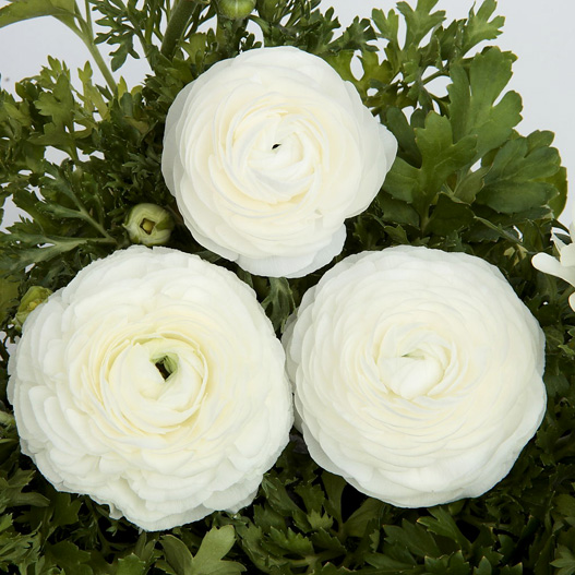 ラナンキュラス F1　ワンダーランドiQ 