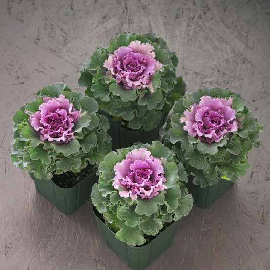 ハボタン　ラッフル 