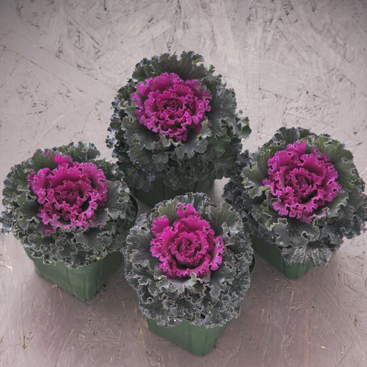 ハボタン　ラッフル 