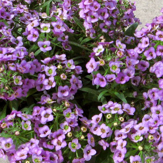 アリッサム　アルール シリーズ 