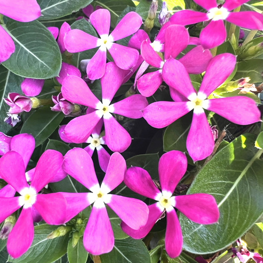 ビンカ　夏花火 