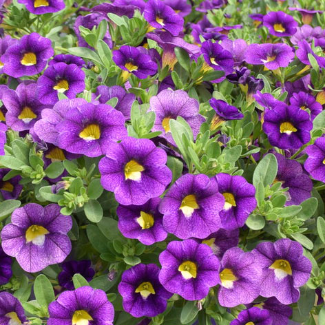 カリブラコア　コリブリ シリーズ 