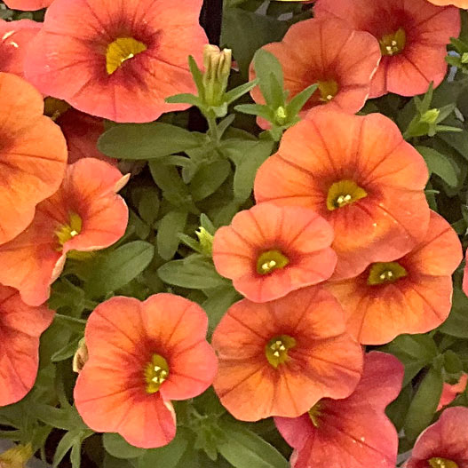 カリブラコア　コリブリ シリーズ 