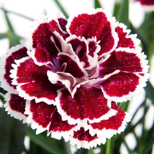 カーネーション　ディアデュール シリーズ 