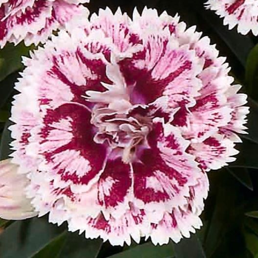 カーネーション　ディアデュール シリーズ 