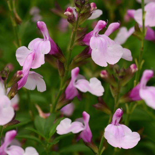 サルビア F1　ミラージュ 