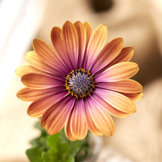 オステオスペルマム　ビューティー シリーズ 