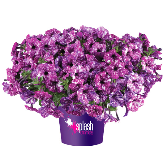 ペチュニア　スプラッシュダンス 