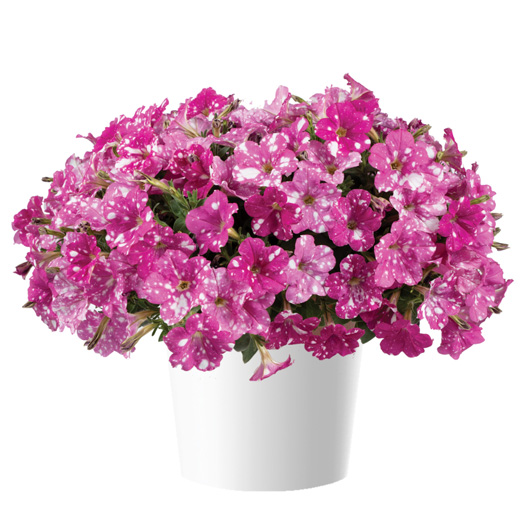 ペチュニア　スプラッシュダンス 