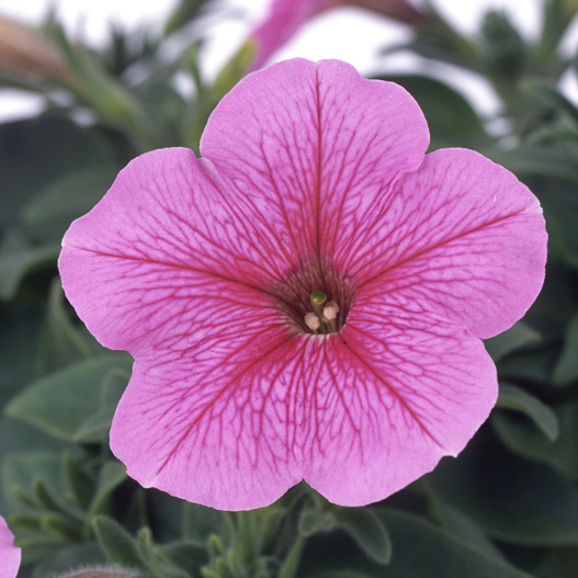 ペチュニア　バカラ シリーズ 