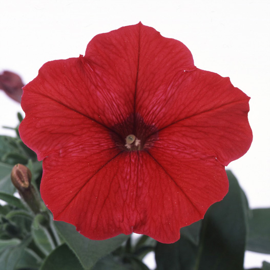 ペチュニア　バカラ シリーズ 