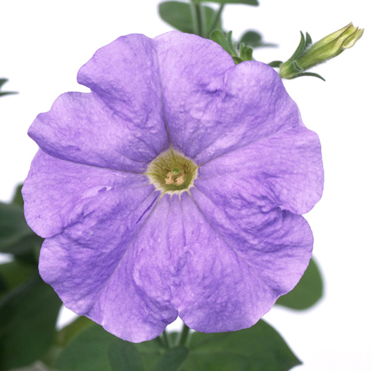 ペチュニア　バカラ シリーズ 