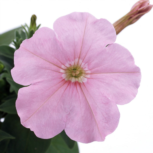 ペチュニア　バカラ シリーズ 