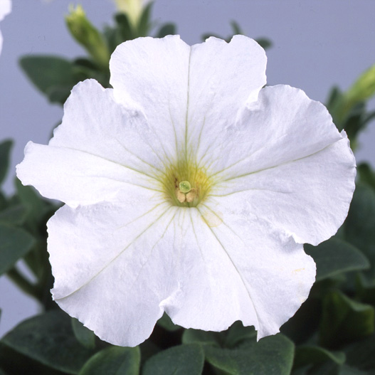 ペチュニア　バカラ シリーズ 