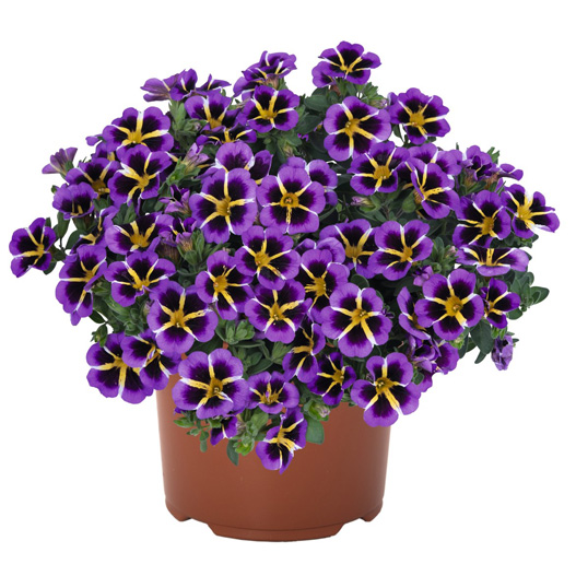 カリブラコア　ティックトック 