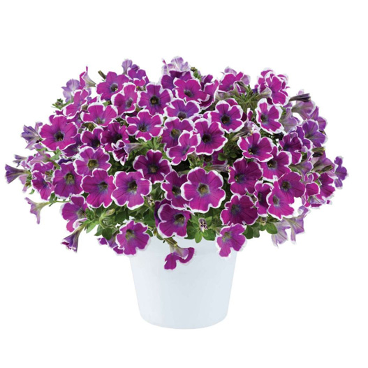 ペチュニア　レッドカーペットコレクション 