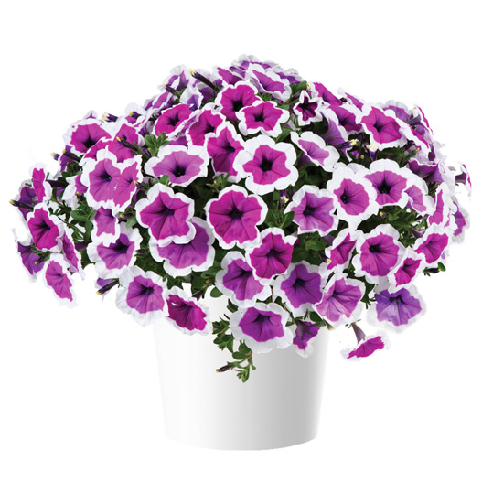 ペチュニア　レッドカーペットコレクション 