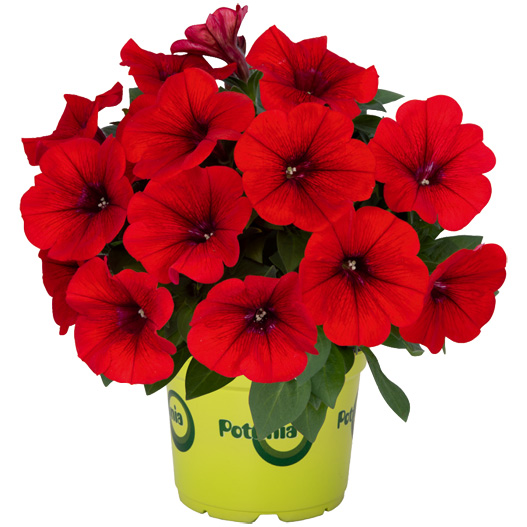 ペチュニア　ポッチュニア 