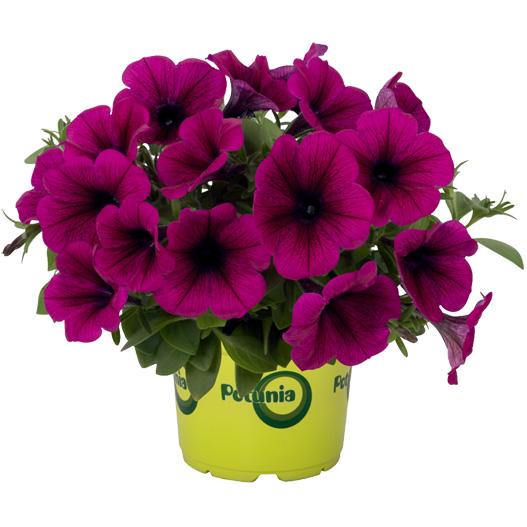 ペチュニア　ポッチュニア 