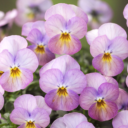 ビオラ F1　ビビ シリーズ 