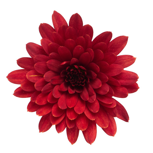 ガーデンマム　パックス シリーズ 