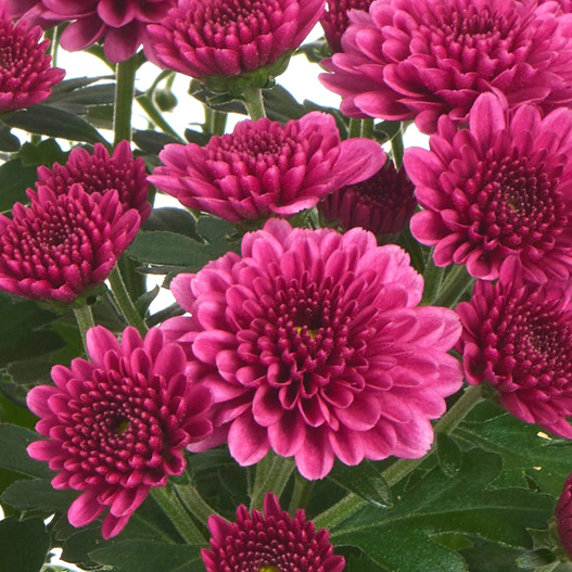 ガーデンマム　アレクシア シリーズ 