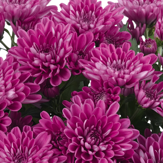 ポットマム　マウントオビスク シリーズ 