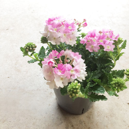 バーベナ　ピンクポップ 