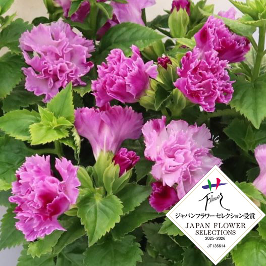 トレニア　セレスティア 