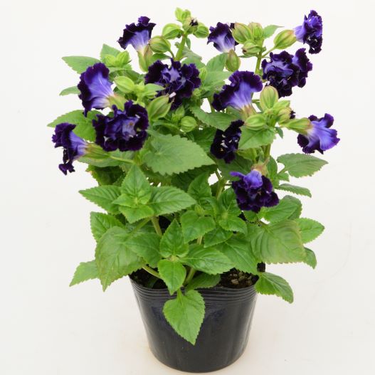 トレニア　セレスティア 