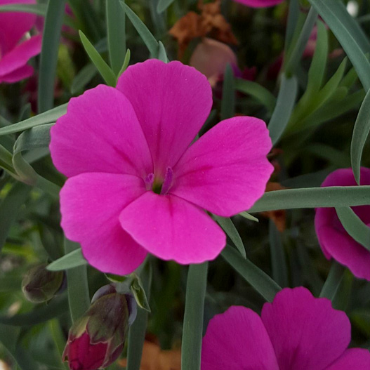 ダイアンサス　ディアンティカ 