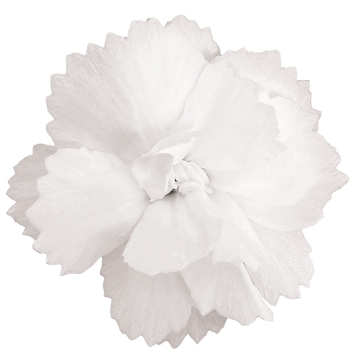 ダイアンサス　ディアンティカ 