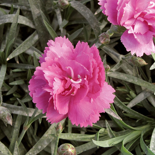 ダイアンサス　ディアンティカ 