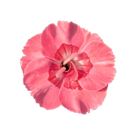 ダイアンサス　ディアンティカ 