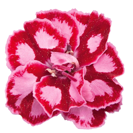 ダイアンサス　ディアンティカ 