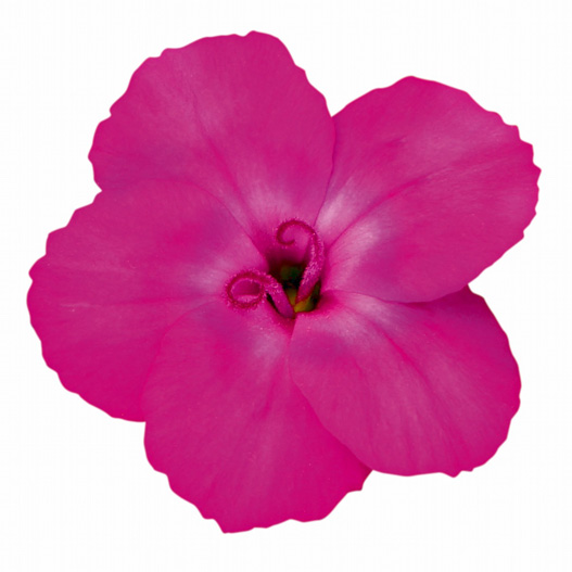 ダイアンサス　ディアンティカ 