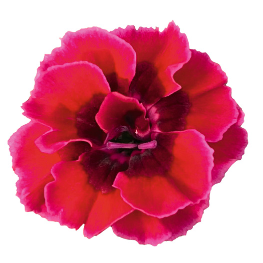 ダイアンサス　ディアンティカ 