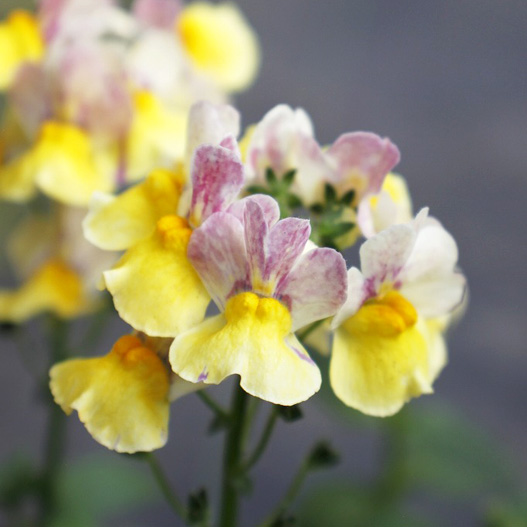 ネメシア　メロウ 