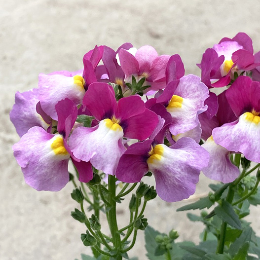 ネメシア　メロウ 