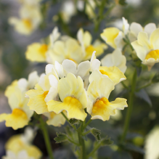 ネメシア　メロウ 