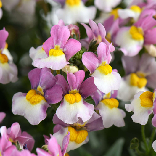 ネメシア　メノル 