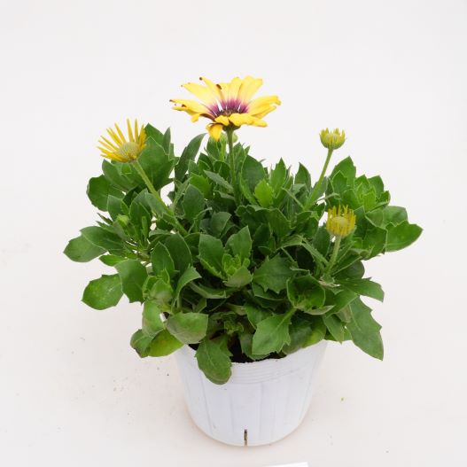 オステオスペルマム　パイナップルモンスター 