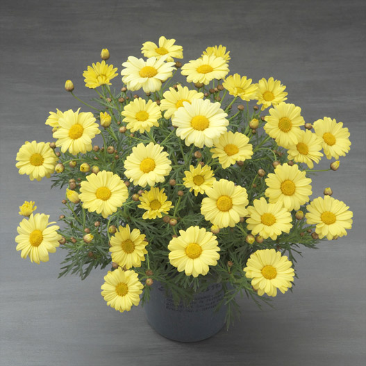 マーガレット　スマッシュ 