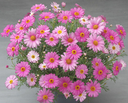 マーガレット　スマッシュ 