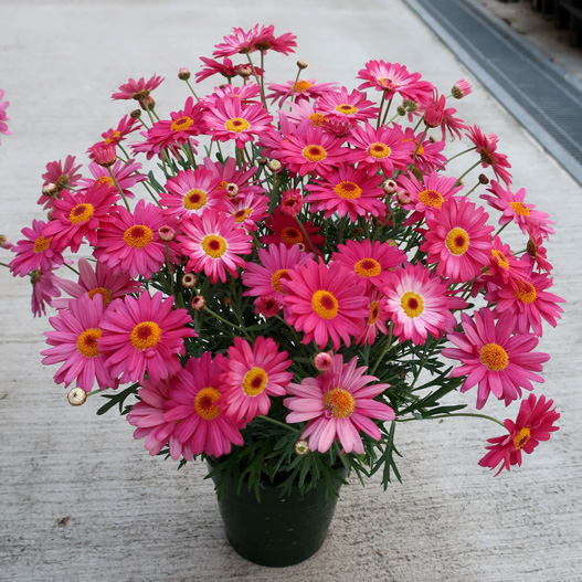 マーガレット　スマッシュ 