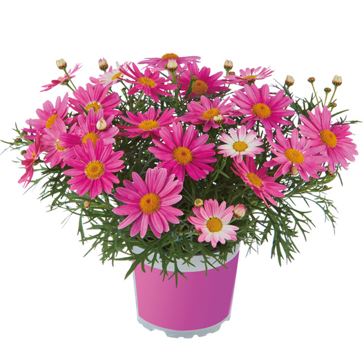 マーガレット　スマッシュ 