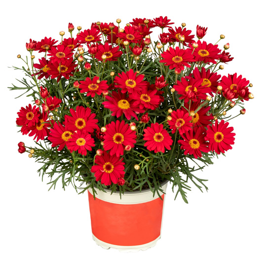 マーガレット　スマッシュ 